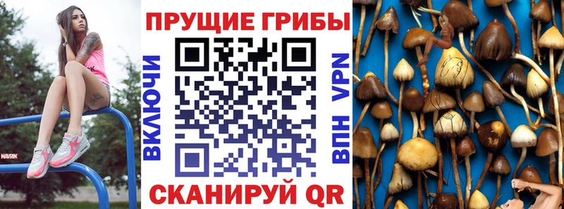 купить наркотики цена  Остров  Галлюциногенные грибы GOLDEN TEACHER 